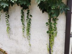 -乌镇东栅景区