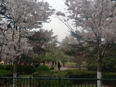 -青岛中山公园-索道售票处