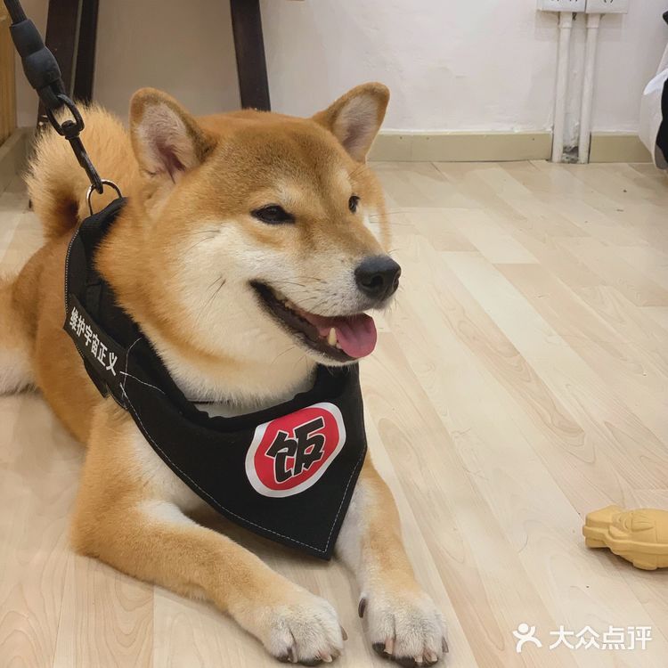 探店 | 广州首家柴犬咖啡厅🐶被狗狗萌炸了