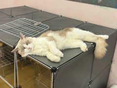-猫咪派对(江南西店)