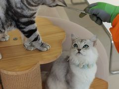 -怪兽屋·羊驼·猫咖·狗咖(俊华广场店)