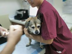 -美联众合动物医院·24h转诊中心