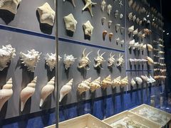 -重庆自然博物馆(新馆)