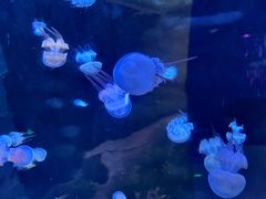 -苏州海洋馆