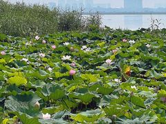 -七的湖·晚芳亭·阳澄湖农家菜·大闸蟹(莲花岛店)