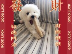 -宠物之家Pets Home 宠物寄养酒店