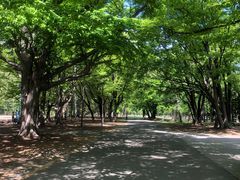 -北海道神宫
