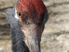 -青藏高原野生动物园
