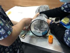 -爱侣宠医·鹦鹉专科·小型哺乳类·异宠专科(灵石路店)