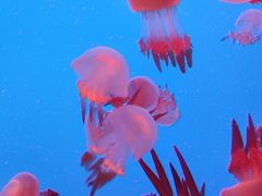 -上海海洋水族馆