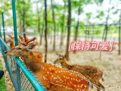 -大连铭湖国际观光牧场