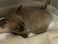 -瑞鹏宠物医院·骨科·猫科·内科(第一中心)