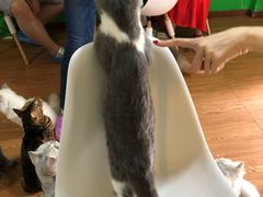 -李小姐の猫咖啡馆(五角场店)