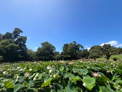 -墨尔本皇家植物园