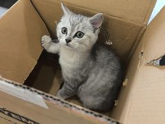-四月宠物医院·猫专科·心脏专科·内科(转塘店)
