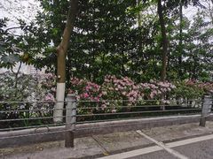 -重庆平顶山公园