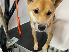 -狗不理喵子(百富路店)