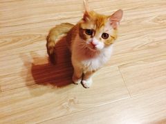 -纳吉亚猫专科动物诊疗中心(蒋宅口分院)