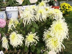 菊花展-三圣花乡旅游区