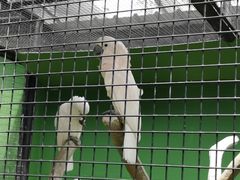 -新加坡飞禽公园