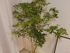 -循礼门鲜花花市(武汉循礼门店)