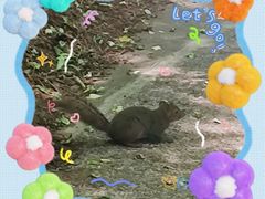 -王顺山国家森林公园