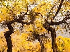 -中国石化李七庄加油站