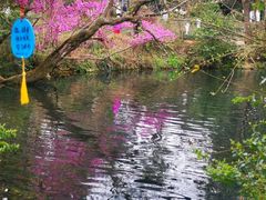 -花溪公园