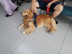 -北京观赏动物医院·24小时大型综合·猫专科·异宠专科