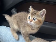 -关爱动物医院·心脏·中兽医·异宠(金牛路分院)