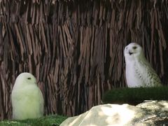 -广州长隆野生动物世界