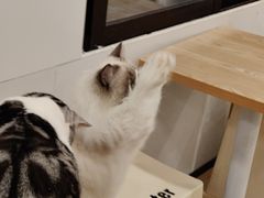 -有喵·猫咖·狗咖·30几只猫10只小狗(岗厦店)