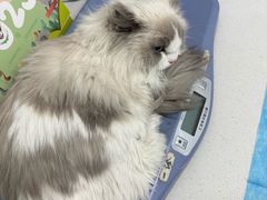 -达爱动物医院·犬猫分区·CT·复杂眼科(远洋山水分院)