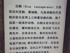 -盐城丹顶鹤湿地生态旅游区