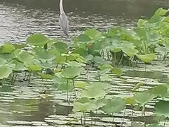 -莲花池公园