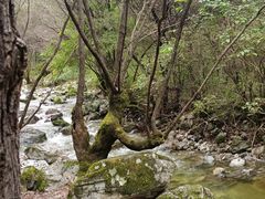 -牛背梁国家森林公园