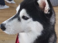 -Husky Go! 哈士奇体验馆·宠物咖啡厅狗咖