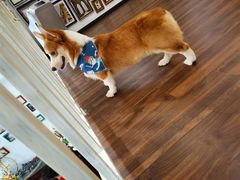 -柯斗斗主题餐厅·狗咖·围炉煮茶·茶饮(国瑞升平里店)