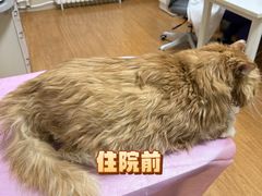 -北京观赏动物医院·24小时大型综合·猫专科·异宠专科
