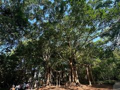 -中国科学院西双版纳热带植物园
