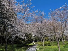 -顾村公园