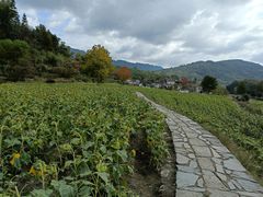 -塔川景区