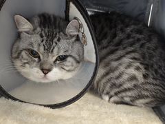 -喜多萌中农锦绣动物医院24H·猫科·牙科MRI·CT