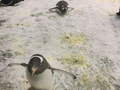 -大连圣亚海洋世界