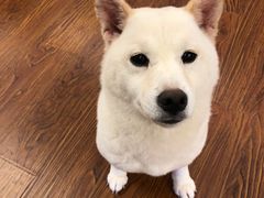 -豆柴町-柴犬主题狗咖(红鼎国际C座店)