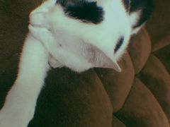 -菠萝格斗巴西柔术训练馆