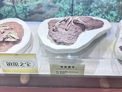 -河南自然博物馆