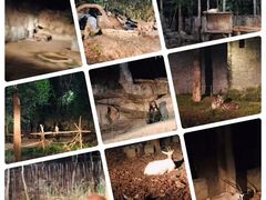 -清迈夜间动物园