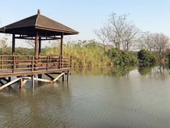 -大湾区中央湿地公园