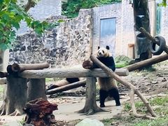-都江堰中华大熊猫苑
